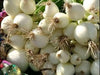 White Sweet Spanish Onion Seed  ,Spring, late Summer or Fall, Asian Vegetable - Caribbean garden seed
