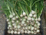 White Sweet Spanish Onion Seed  ,Spring, late Summer or Fall, Asian Vegetable - Caribbean garden seed
