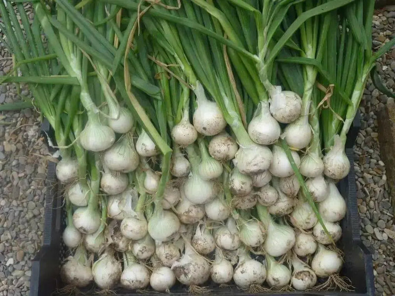 White Sweet Spanish Onion Seed  ,Spring, late Summer or Fall, Asian Vegetable - Caribbean garden seed