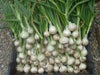 White Sweet Spanish Onion Seed  ,Spring, late Summer or Fall, Asian Vegetable - Caribbean garden seed
