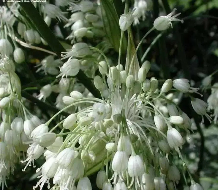 White-flowered keeled garlic Seeds,(Allium carinatum subsp. pulchellum f. album) - Caribbean garden seed