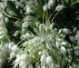 White-flowered keeled garlic Seeds,(Allium carinatum subsp. pulchellum f. album) - Caribbean garden seed