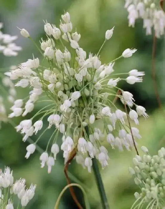 White-flowered keeled garlic Seeds,(Allium carinatum subsp. pulchellum f. album) - Caribbean garden seed