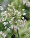White-flowered keeled garlic Seeds,(Allium carinatum subsp. pulchellum f. album) - Caribbean garden seed