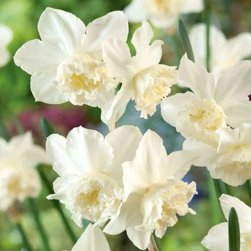 white marvel daffodil BULBS,  multi-headed variety - Caribbean garden seed