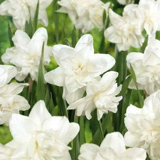 white marvel daffodil BULBS,  multi-headed variety - Caribbean garden seed