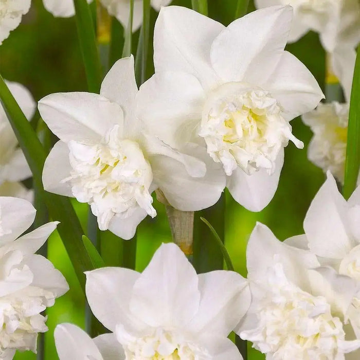 white marvel daffodil BULBS,  multi-headed variety - Caribbean garden seed