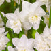 white marvel daffodil BULBS,  multi-headed variety - Caribbean garden seed