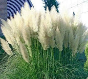 White Pampas Grass Seed (Cortaderia selloana)  Tall,  beautiful , fast growing - Caribbean garden seed