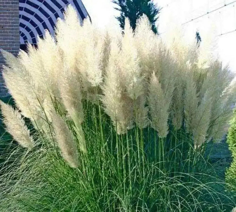 White Pampas Grass Seed (Cortaderia selloana)  Tall,  beautiful , fast growing - Caribbean garden seed