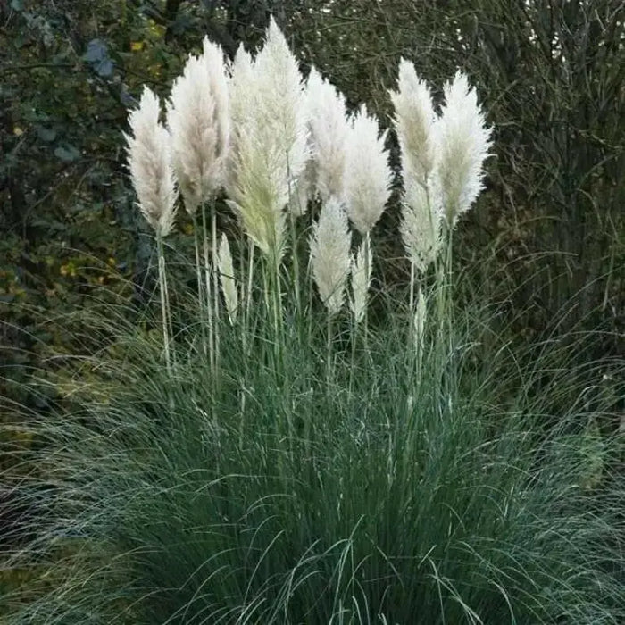 White Pampas Grass Seed (Cortaderia selloana)  Tall,  beautiful , fast growing - Caribbean garden seed
