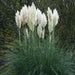 White Pampas Grass Seed (Cortaderia selloana)  Tall,  beautiful , fast growing - Caribbean garden seed