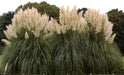 White Pampas Grass Seed (Cortaderia selloana)  Tall,  beautiful , fast growing - Caribbean garden seed