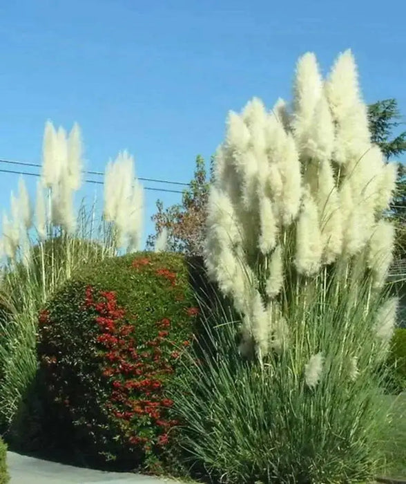 White Pampas Grass Seed (Cortaderia selloana)  Tall,  beautiful , fast growing - Caribbean garden seed