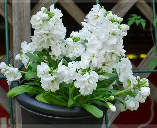 WHITE Stock (Matthiola Incana ) FLOWERS SEED ! - Caribbean garden seed