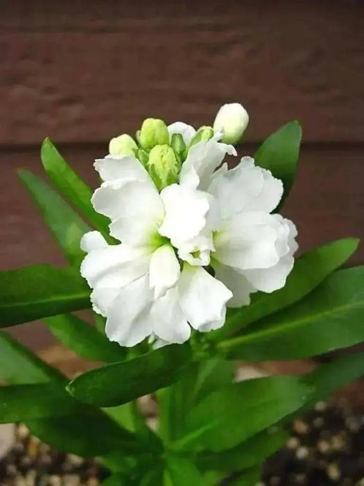 WHITE Stock (Matthiola Incana ) FLOWERS SEED ! - Caribbean garden seed