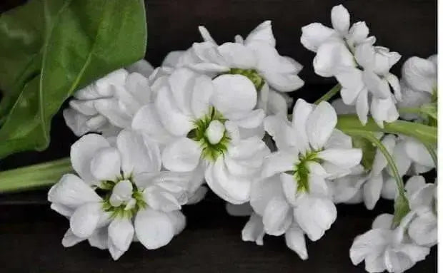 WHITE Stock (Matthiola Incana ) FLOWERS SEED ! - Caribbean garden seed