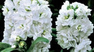 WHITE Stock (Matthiola Incana ) FLOWERS SEED ! - Caribbean garden seed