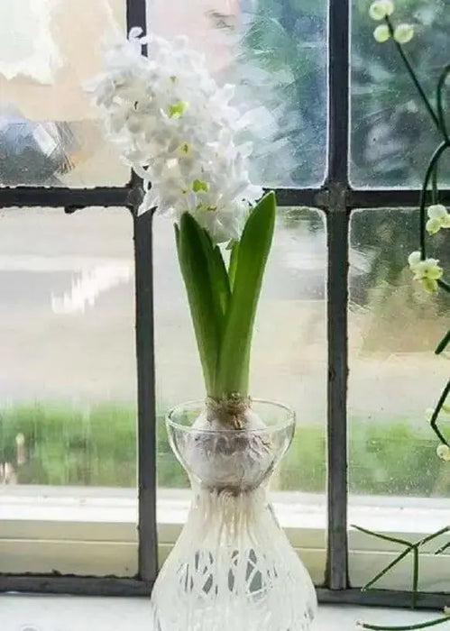 White Hyacinth Forcing Kit - Clear Glass Vase W/White Hyacinth Bulb, Great Gift - Caribbean garden seed