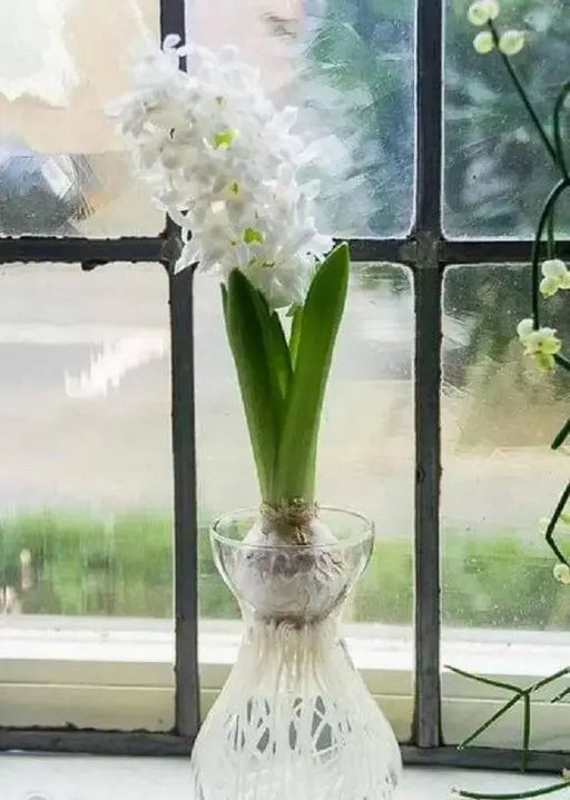 White Hyacinth Forcing Kit - Clear Glass Vase W/White Hyacinth Bulb, Great Gift - Caribbean garden seed