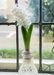 White Hyacinth Forcing Kit - Clear Glass Vase W/White Hyacinth Bulb, Great Gift - Caribbean garden seed