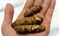 White Turmeric (plant rhizome) Extremely rare heirloom - Caribbean garden seed