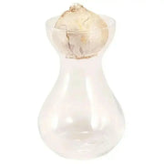 White Hyacinth Forcing Kit - Clear Glass Vase W/White Hyacinth Bulb, Great Gift - Caribbean garden seed