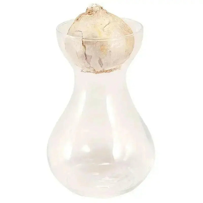 White Hyacinth Forcing Kit - Clear Glass Vase W/White Hyacinth Bulb, Great Gift - Caribbean garden seed