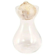 White Hyacinth Forcing Kit - Clear Glass Vase W/White Hyacinth Bulb, Great Gift - Caribbean garden seed