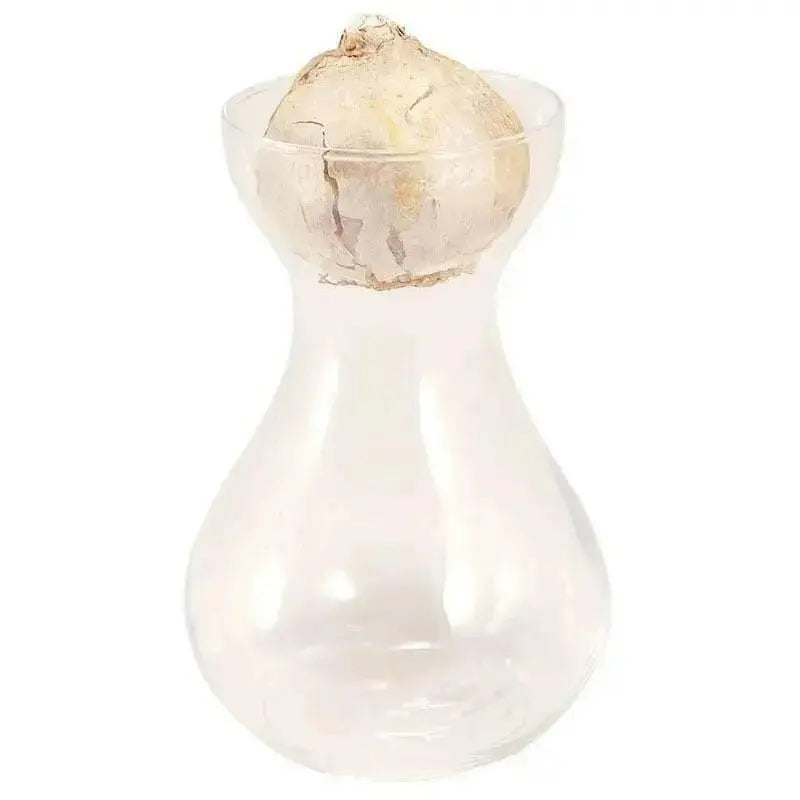 White Hyacinth Forcing Kit - Clear Glass Vase W/White Hyacinth Bulb, Great Gift - Caribbean garden seed