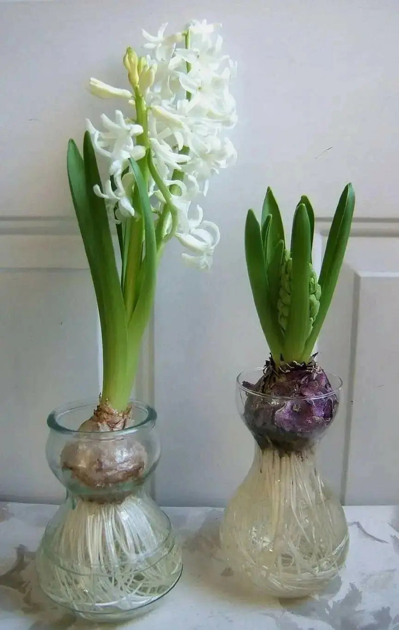 White Hyacinth Forcing Kit - Clear Glass Vase W/White Hyacinth Bulb, Great Gift - Caribbean garden seed