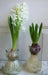 White Hyacinth Forcing Kit - Clear Glass Vase W/White Hyacinth Bulb, Great Gift - Caribbean garden seed