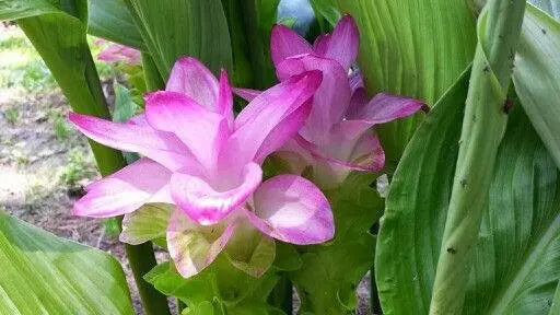 White Turmeric (plant rhizome) Extremely rare heirloom - Caribbean garden seed