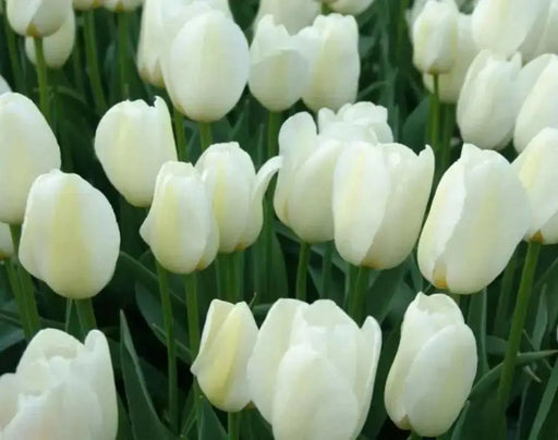 White Triumph Tulips Pays Bas (Bulbs),12/+cm - Caribbean garden seed