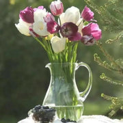 White Triumph Tulips Pays Bas (Bulbs),12/+cm - Caribbean garden seed