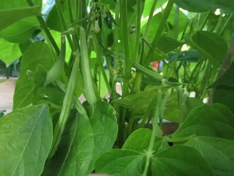 White navy beans (called haricots in French) Heirloom , Bush,  Dry Shelling Bean Seed  Organically Grown. - Caribbean garden seed