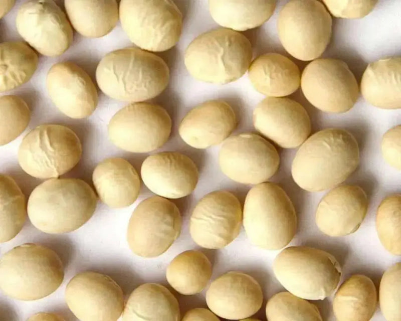 White navy beans (called haricots in French) Heirloom , Bush,  Dry Shelling Bean Seed  Organically Grown. - Caribbean garden seed