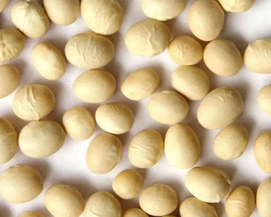 White navy beans (called haricots in French) Heirloom , Bush,  Dry Shelling Bean Seed  Organically Grown. - Caribbean garden seed