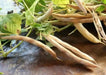 White navy beans (called haricots in French) Heirloom , Bush,  Dry Shelling Bean Seed  Organically Grown. - Caribbean garden seed