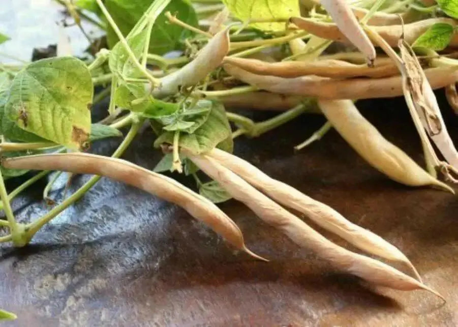 White navy beans (called haricots in French) Heirloom , Bush,  Dry Shelling Bean Seed  Organically Grown. - Caribbean garden seed