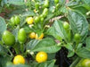 WILD BRAZIL Pepper Seeds  (CAPISUM CHINENSE) GREAT IN CONTAINER ! - Caribbean garden seed