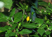WILD BRAZIL Pepper Seeds  (CAPISUM CHINENSE) GREAT IN CONTAINER ! - Caribbean garden seed