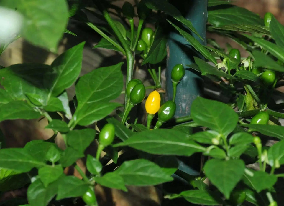 WILD BRAZIL Pepper Seeds  (CAPISUM CHINENSE) GREAT IN CONTAINER ! - Caribbean garden seed