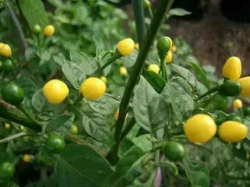 WILD BRAZIL Pepper Seeds  (CAPISUM CHINENSE) GREAT IN CONTAINER ! - Caribbean garden seed