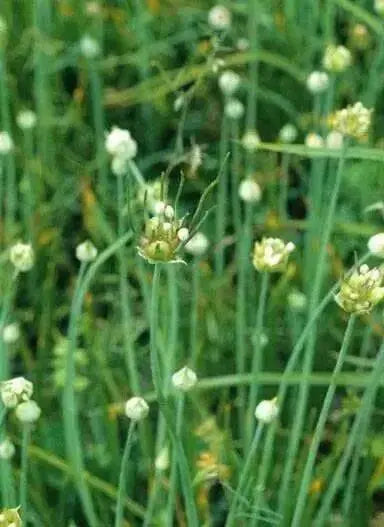 WILD GARLIC Seeds (Allium canadense ) ,Fragrance Herb,Repel Pests, - Caribbean garden seed