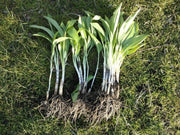 WILD GARLIC Seeds (Allium canadense ) ,Fragrance Herb,Repel Pests, - Caribbean garden seed