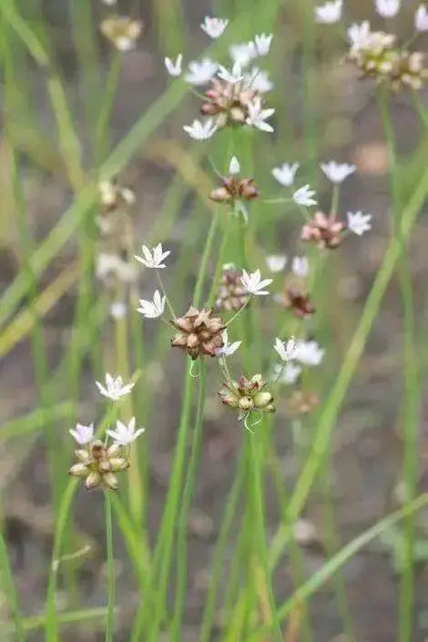 WILD GARLIC Seeds (Allium canadense ) ,Fragrance Herb,Repel Pests, - Caribbean garden seed