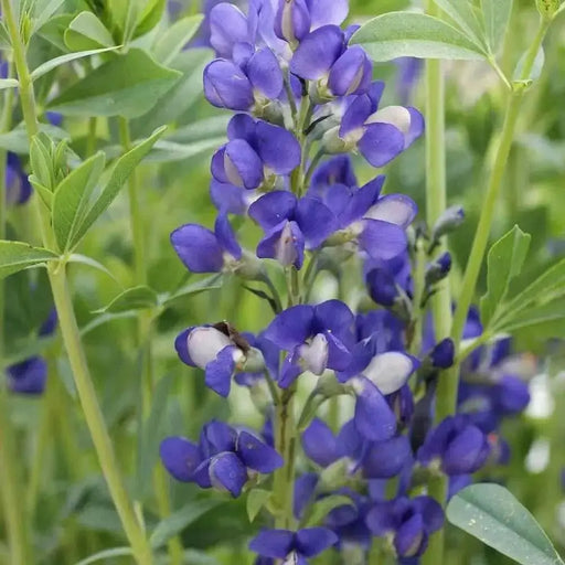 Wild indigo Seeds ,BLUE FLOWERS, PERENNIAL FLOWERS - Caribbean garden seed