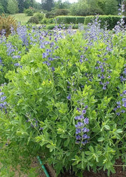 Wild indigo Seeds ,BLUE FLOWERS, PERENNIAL FLOWERS - Caribbean garden seed
