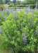 Wild indigo Seeds ,BLUE FLOWERS, PERENNIAL FLOWERS - Caribbean garden seed